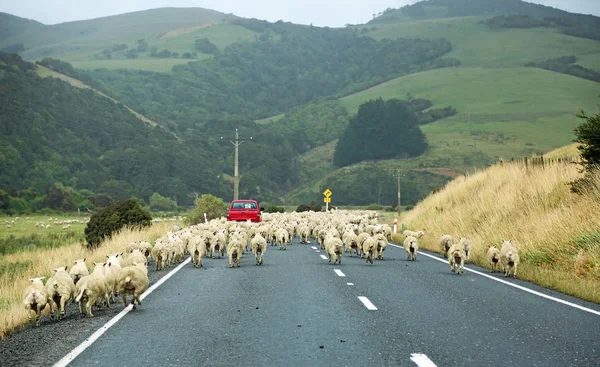 Rebaño de ovejas en el camino — Foto de Stock