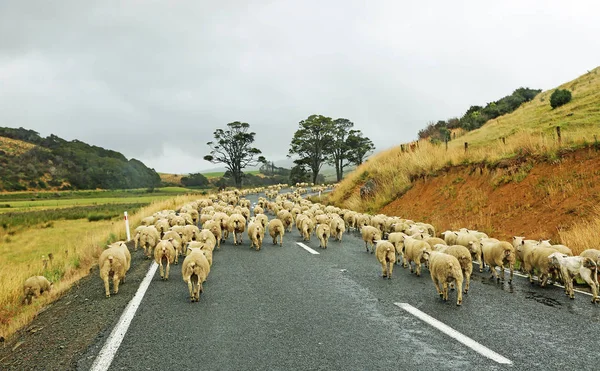 Fiebre ovina - Nueva Zelanda — Foto de Stock