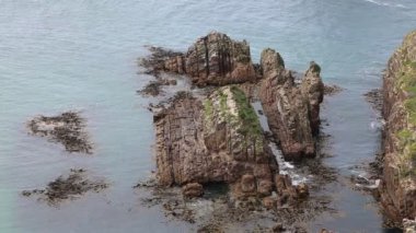 Kayanın üzerinde vahşi mühürler