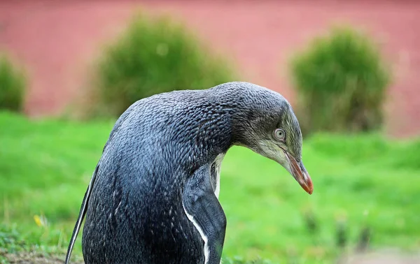企鹅弯曲-新西兰 — 图库照片