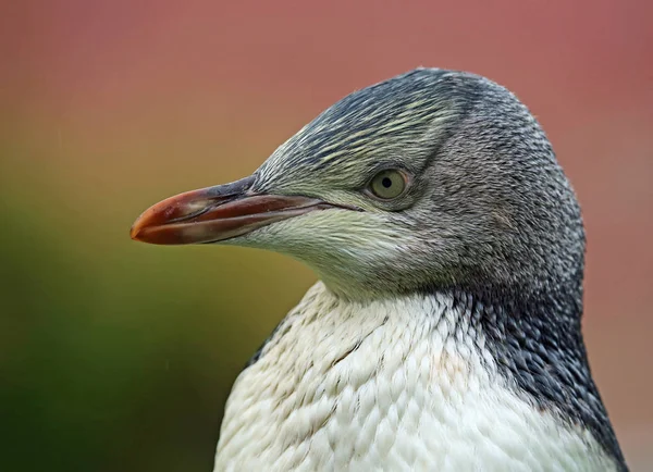 Pingüino en perfil izquierdo — Foto de Stock