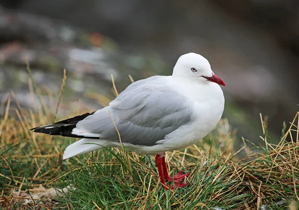 Gaivota de bico vermelho — Fotografia de Stock