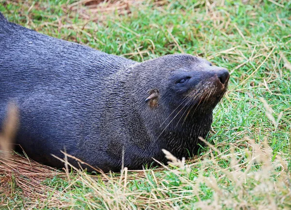 Seal - Nowa Zelandia — Zdjęcie stockowe