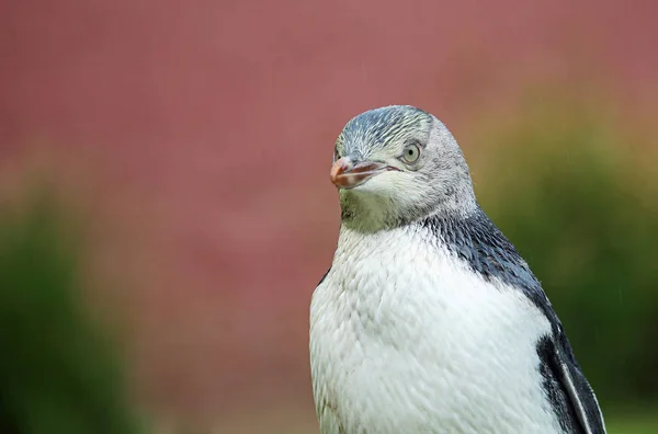 Retrato de pingüino - Nueva Zelanda — Foto de Stock