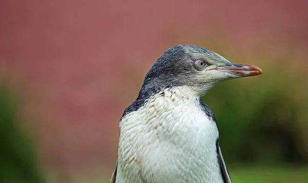 Penguen doğru profili — Stok fotoğraf