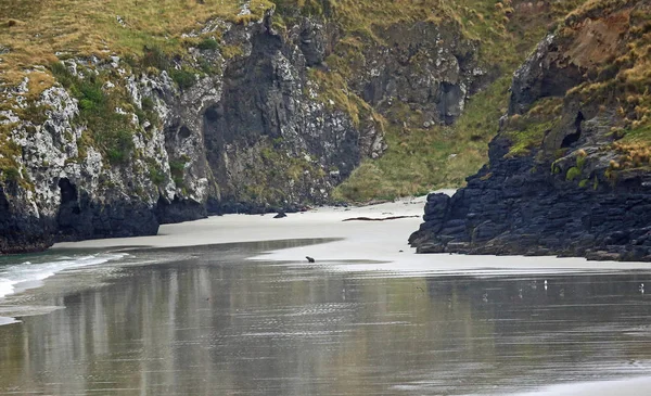 Phoque sur la plage — Photo