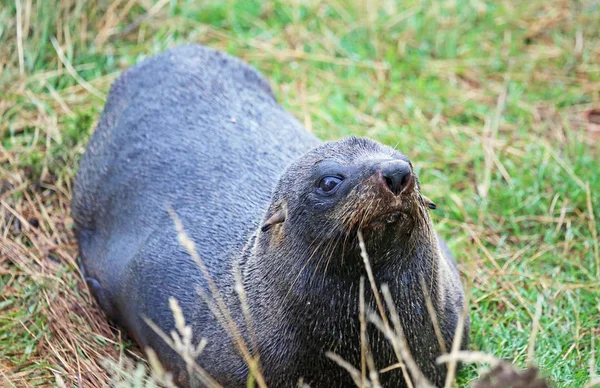 Wilde Robbe - Neuseeland — Stockfoto