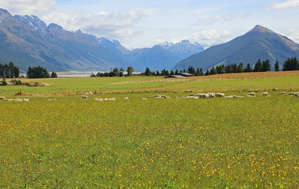 Ovejas y Alpes del Sur — Foto de Stock