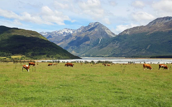 Bovinos em Alpes do Sul — Fotografia de Stock