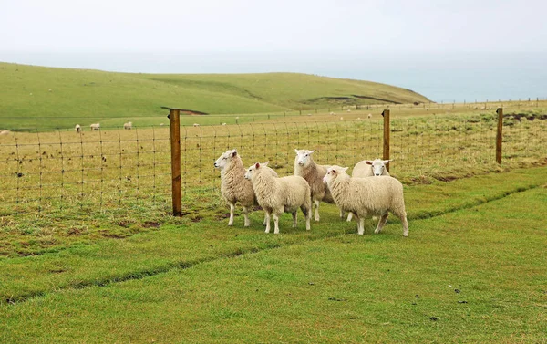 Cinco ovinos - Nova Zelândia — Fotografia de Stock