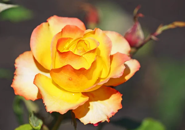 Róża - bliska — Zdjęcie stockowe