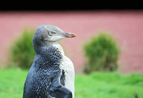Pollito pingüino en perfil derecho — Foto de Stock