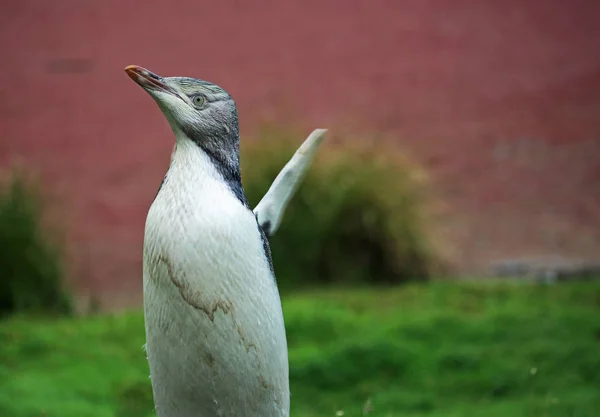 Pingüino aleteando sus aletas — Foto de Stock