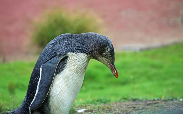 Pinguim olhando para algo no chão — Fotografia de Stock
