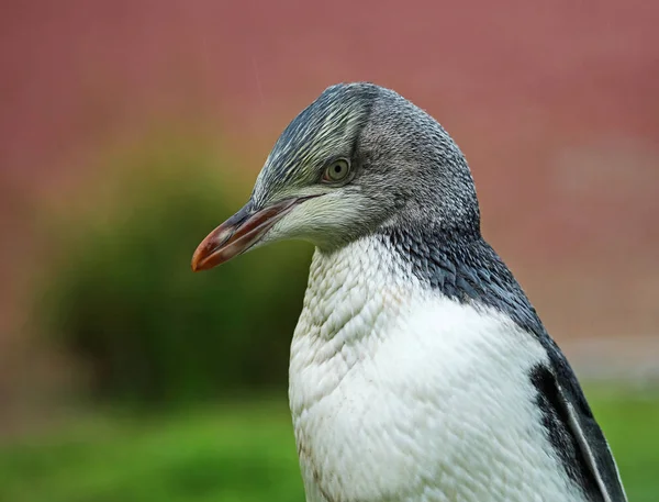 Pingüino de ojos amarillos — Foto de Stock