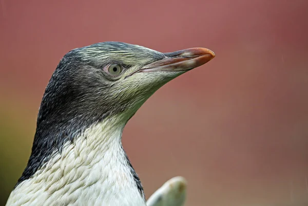 Pingüino joven - Nueva Zelanda — Foto de Stock