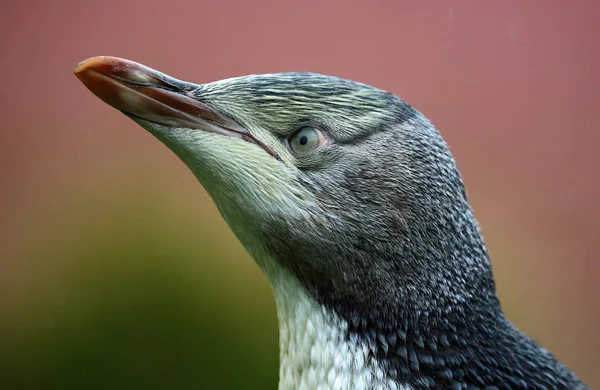 Cabeza de pingüino - de cerca — Foto de Stock