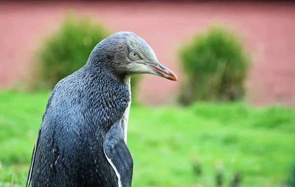 Penguin watching  -   New Zealand — Stock Photo, Image