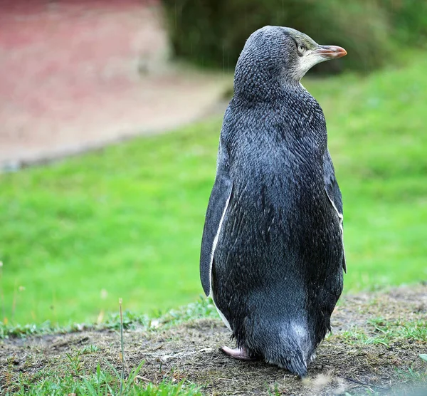 La espalda del pingüino - Nueva Zelanda — Foto de Stock