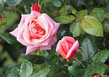 Yeşil yaprakları arasında gül