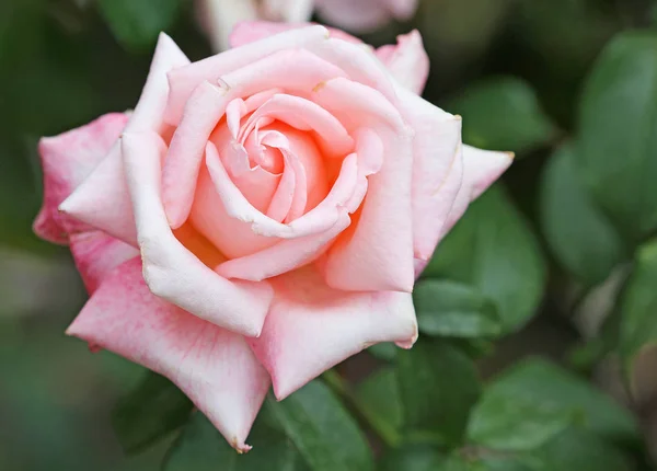 Pink rose  flower — Stock Photo, Image