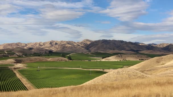 Vineyard in Marlborough — Stock Video