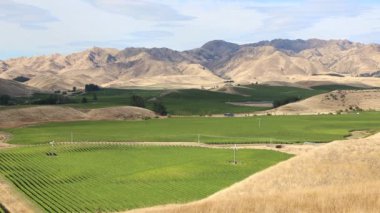 Yeşil bağ - Yeni Zelanda