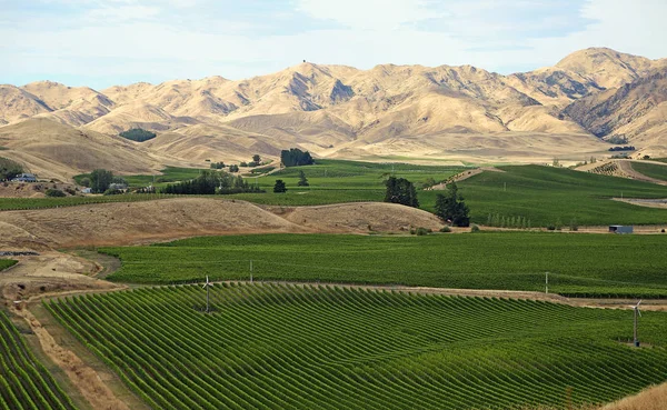 Viña verde - Nueva Zelanda — Foto de Stock