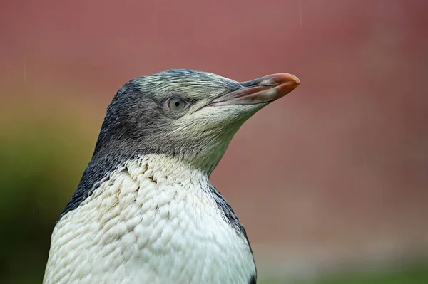 Retrato de pingüino - Nueva Zelanda — Foto de Stock