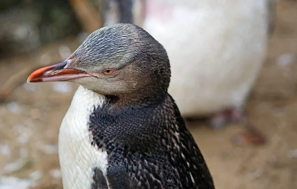 Pingüino de ojos amarillos — Foto de Stock