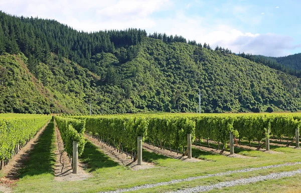 Plantación de uva - Nueva Zelanda — Foto de Stock