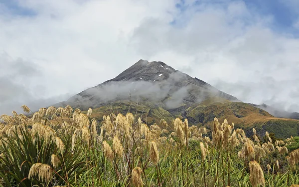 Reed Και Taranaki Taranaki Έγκμοντ Εθνικό Πάρκο Νέα Ζηλανδία — Φωτογραφία Αρχείου