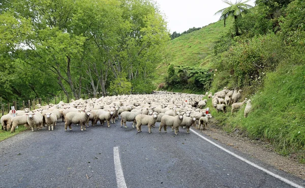 Recolección Ovejas Carretera Del Mundo Olvidado Nueva Zelanda — Foto de Stock