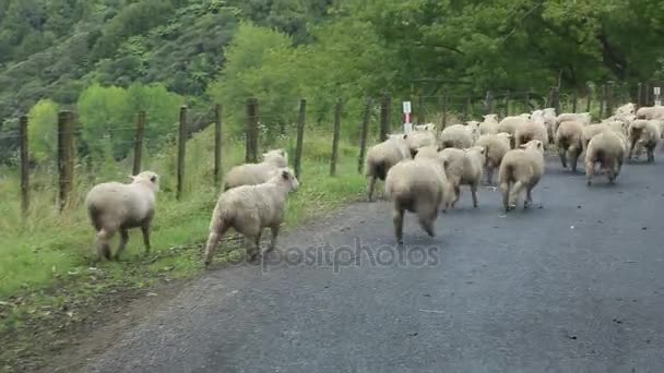 Ovce Zaokrouhlit Nahoru Nový Zéland — Stock video