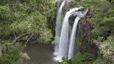 Ağaç ve Whangarei Falls - north Island, Yeni Zelanda