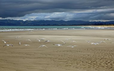 Ruakaka Beach - manzara çipura Bay, Yeni Zelanda üzerinde üzerinde uçan martılar