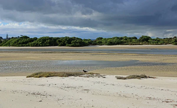 Ruakaka River Mouth Oystercatcher Paysage Sur Baie Bream Nouvelle Zélande — Photo