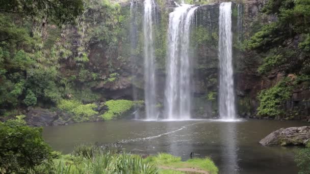 Uitzicht Whangarei Falls Nieuw Zeeland — Stockvideo