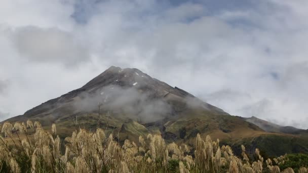 Пейзаж Очеретом Вулкан Taranaki Egmont Національний Парк Нова Зеландія — стокове відео