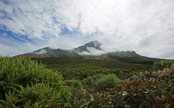 Βλάστηση Και Taranaki Taranaki Έγκμοντ Εθνικό Πάρκο Νέα Ζηλανδία — Φωτογραφία Αρχείου