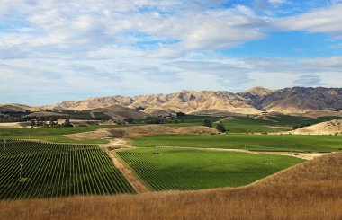 Vineyard in Marlborough Region, New Zealand clipart