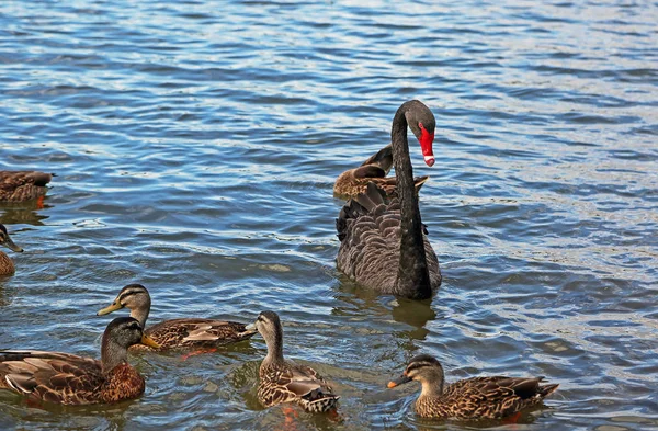 Schwarzer Schwan Und Enten Neuseeland — Stockfoto