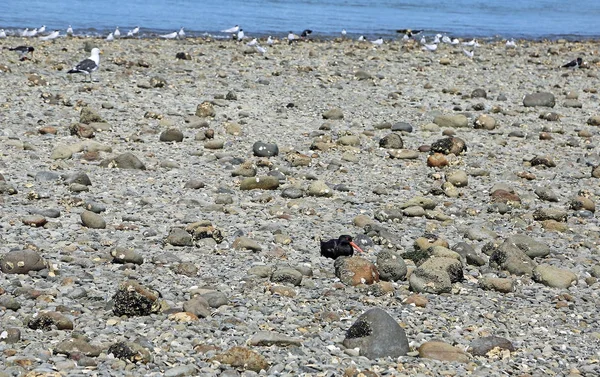 Oystercatcher Resting Coromandel Peninsula New Zealand — Stock Photo, Image