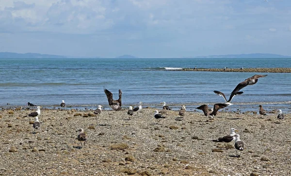 Desassossego Entre Aves Península Coromandel Nova Zelândia — Fotografia de Stock