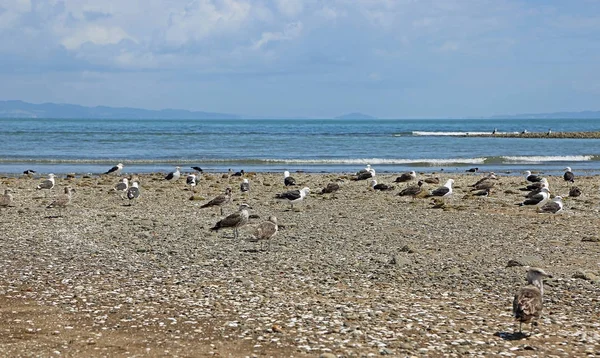 Dotterel Seagull Coromandel Peninsula New Zealand — Stock Photo, Image