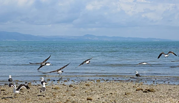 Descolagem Península Coromandel Nova Zelândia — Fotografia de Stock