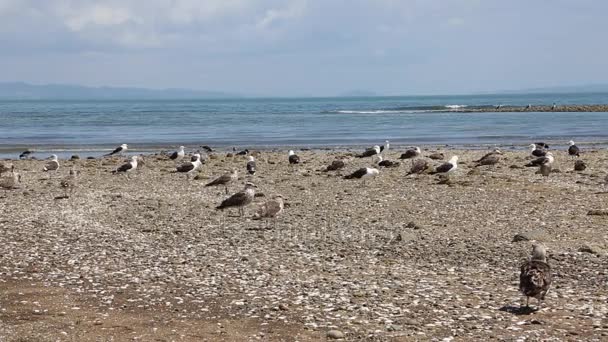 Martı Dotterel Yeni Zelanda — Stok video