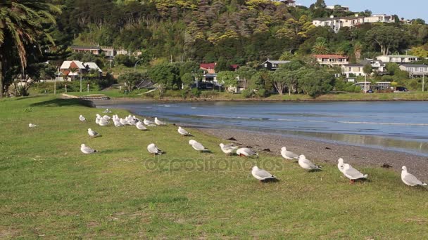 Möwen Der Bucht Quecksilberbucht Neuseeland — Stockvideo