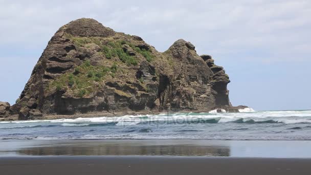 Seekor Anjing Pantai Piha Selandia Baru — Stok Video