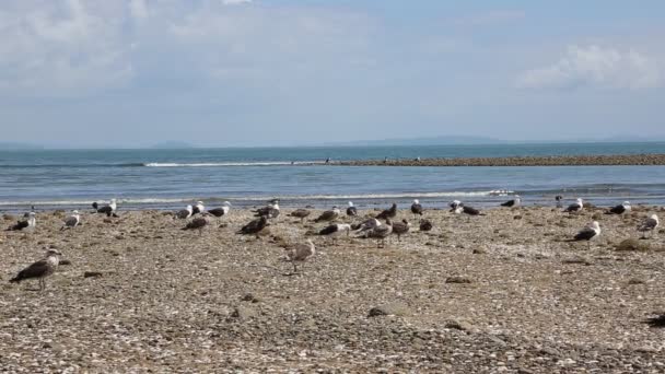 Vogels Firth Van Thames Nieuw Zeeland — Stockvideo